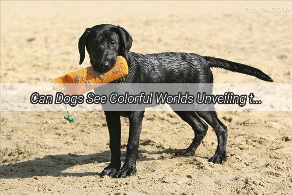 Can Dogs See Colorful Worlds Unveiling the Visual Secrets of Mans Best Friend